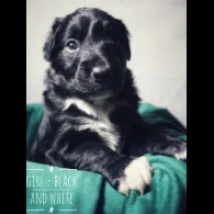 Border Collie - Both