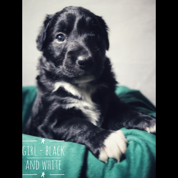 Border Collie - Both