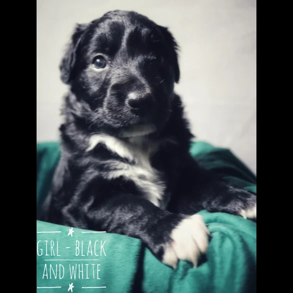 Border Collie - Both