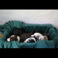 Border Collie - Both