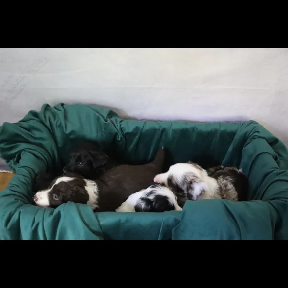 Border Collie - Both