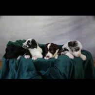 Border Collie - Both