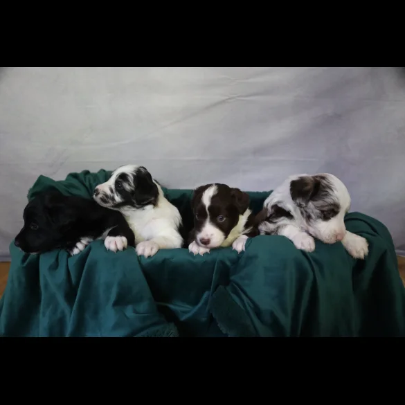 Border Collie - Both