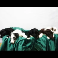 Border Collie - Both