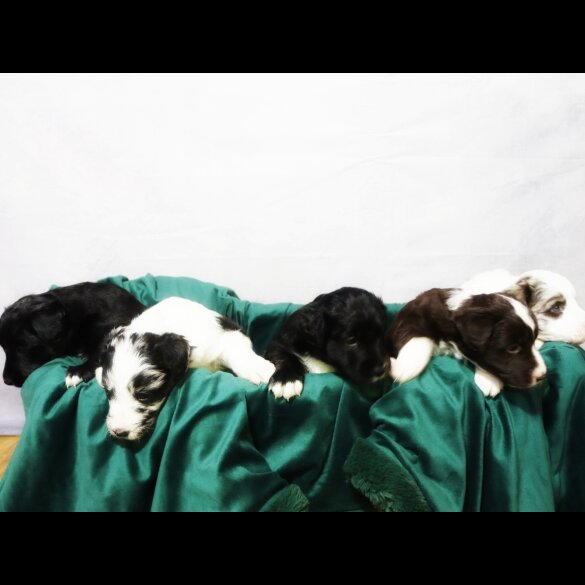 Border Collie - Both