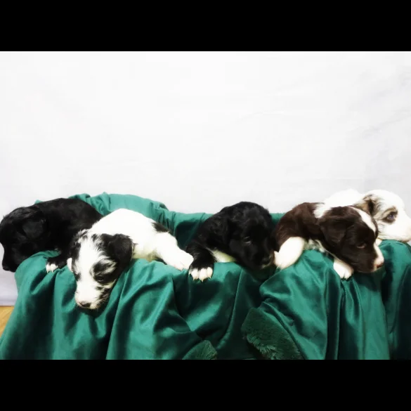 Border Collie - Both
