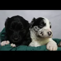Border Collie - Both