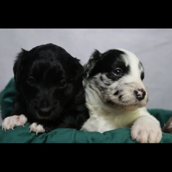 Border Collie - Both