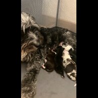 Border Collie - Both