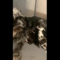 Border Collie - Both