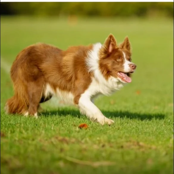 Border Collie - Both