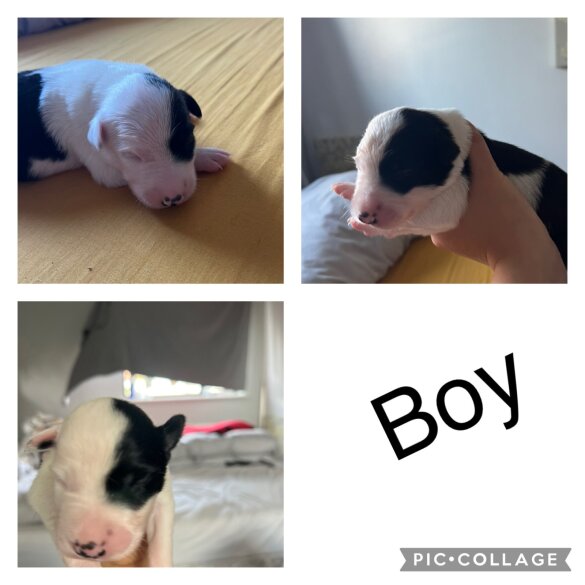 Border Collie - Both