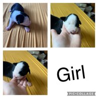 Border Collie - Both