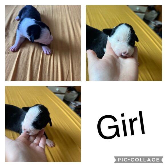 Border Collie - Both