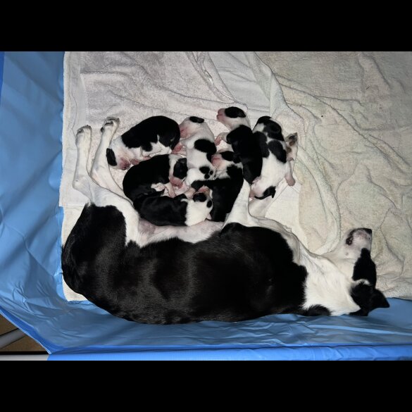Border Collie - Both