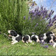 Border Collie - Both