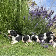 Border Collie - Both