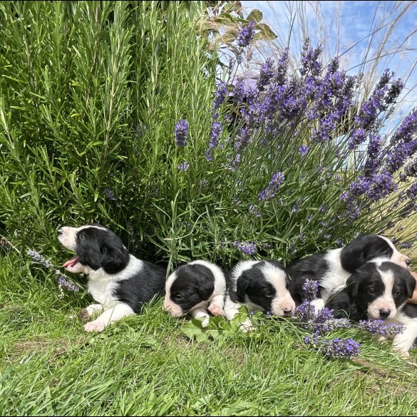 Border Collie - Both