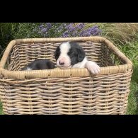 Border Collie - Both