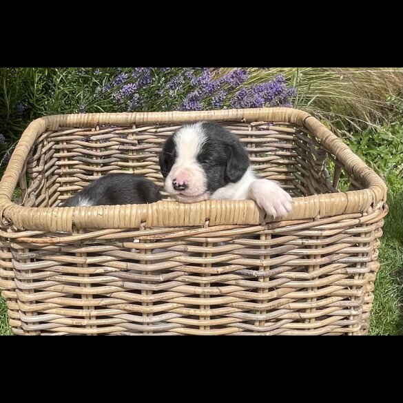 Border Collie - Both