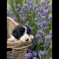 Border Collie - Both