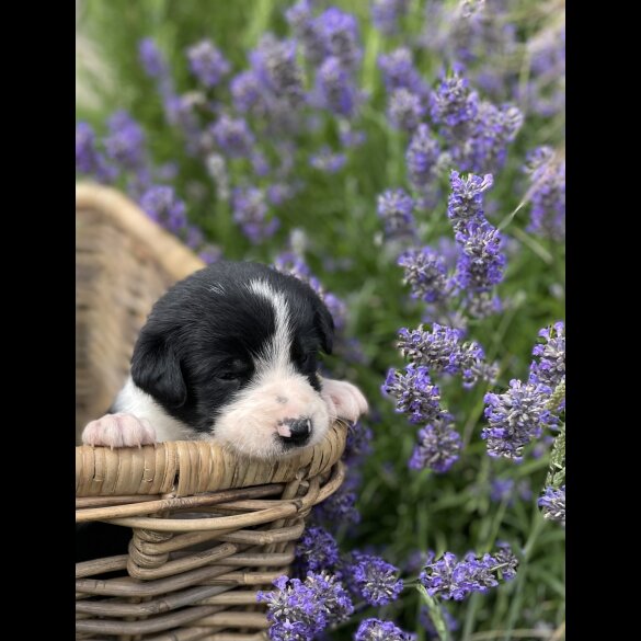 Border Collie - Both