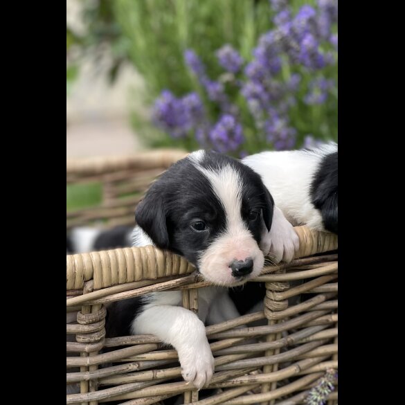 Border Collie - Both