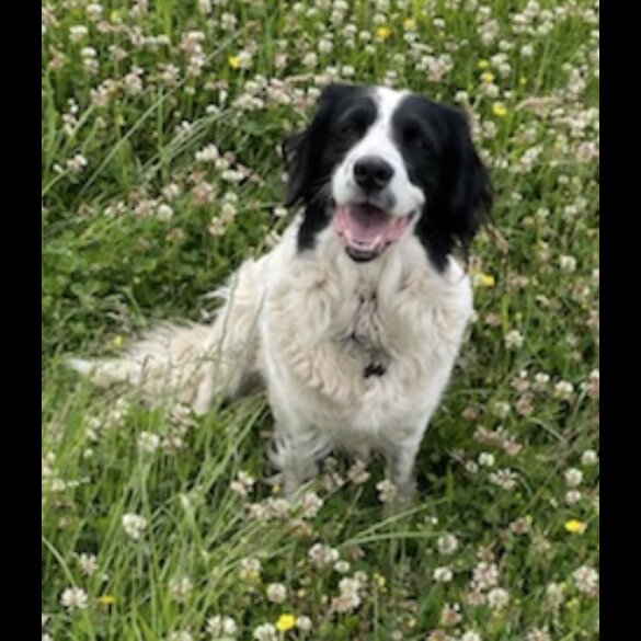 Border Collie - Both