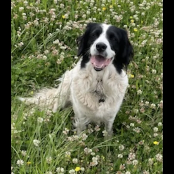 Border Collie - Both