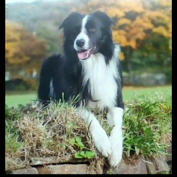 Border Collie - Both