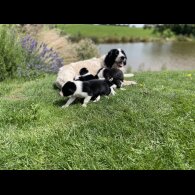 Border Collie - Both