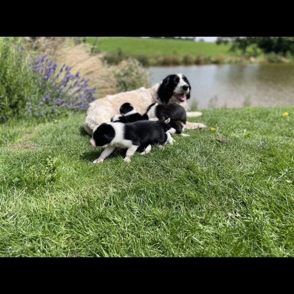 Border Collie - Both