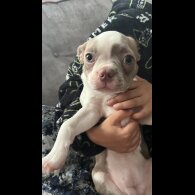 Boston Terrier - Both