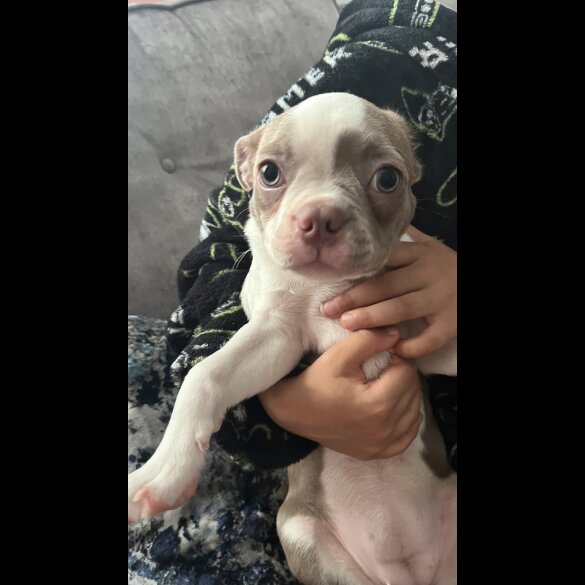 Boston Terrier - Both