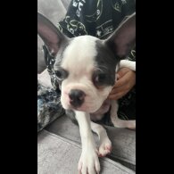 Boston Terrier - Both