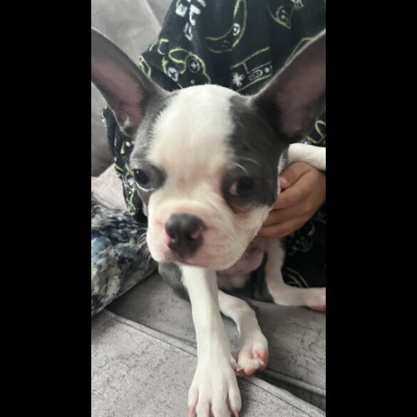 Boston Terrier - Both