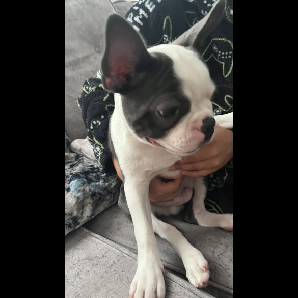 Boston Terrier - Both