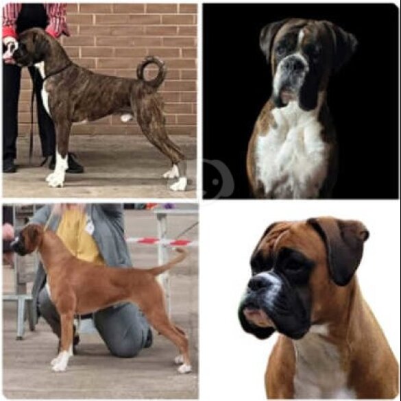 Boxer - Bitches
