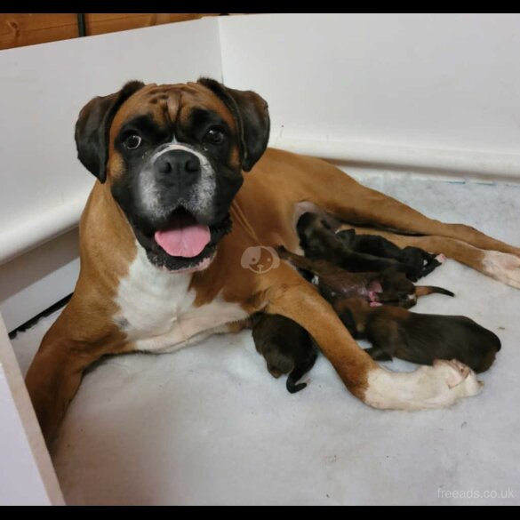 Boxer - Bitches