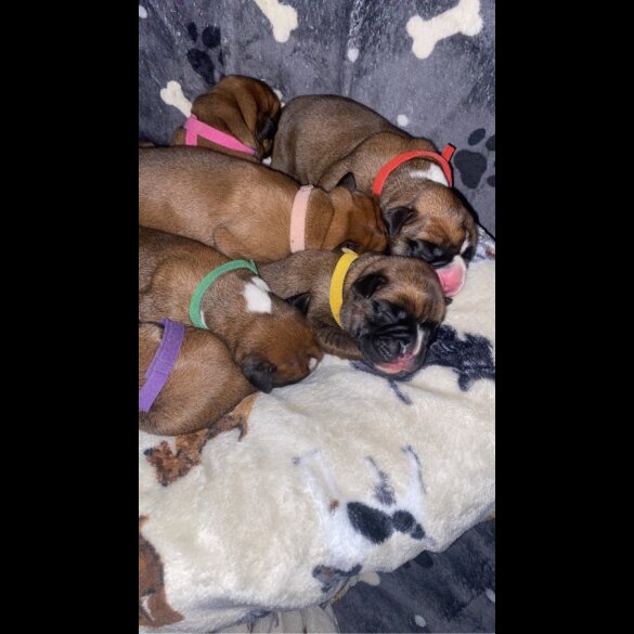 Boxer - Both