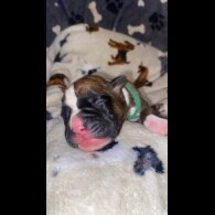 Boxer - Both