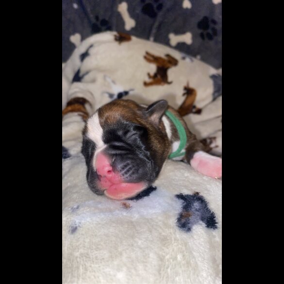 Boxer - Both
