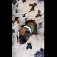 Boxer - Both