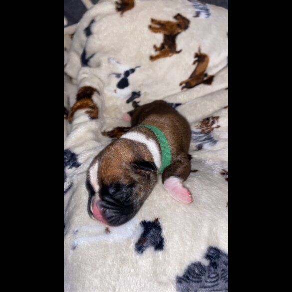 Boxer - Both