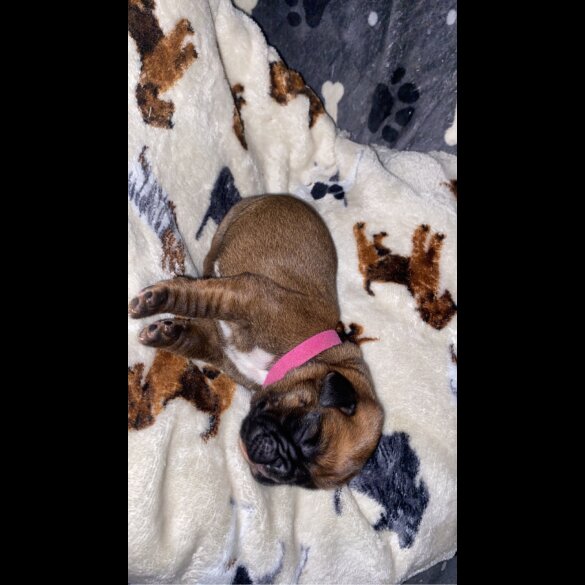 Boxer - Both