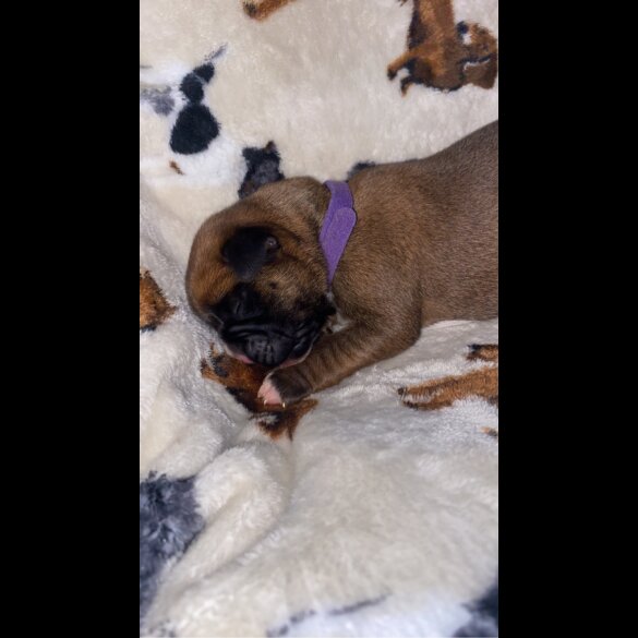 Boxer - Both
