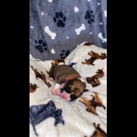 Boxer - Both