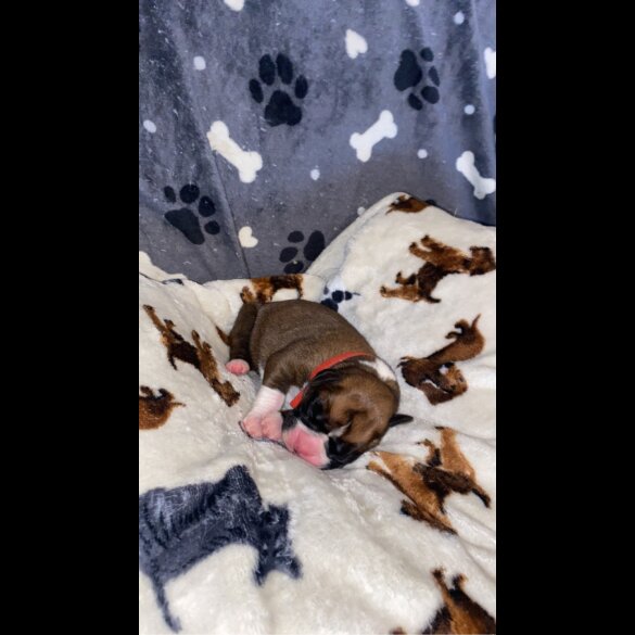 Boxer - Both