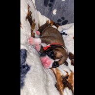 Boxer - Both