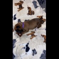 Boxer - Both